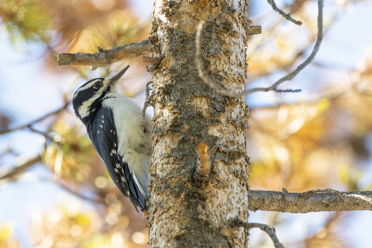 Hairy Woodpecker - ML394617751