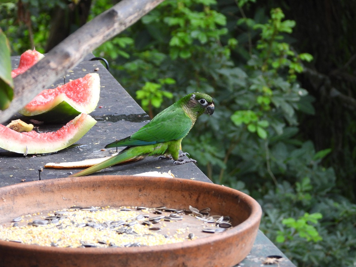 Maroon-bellied Parakeet - ML394617941