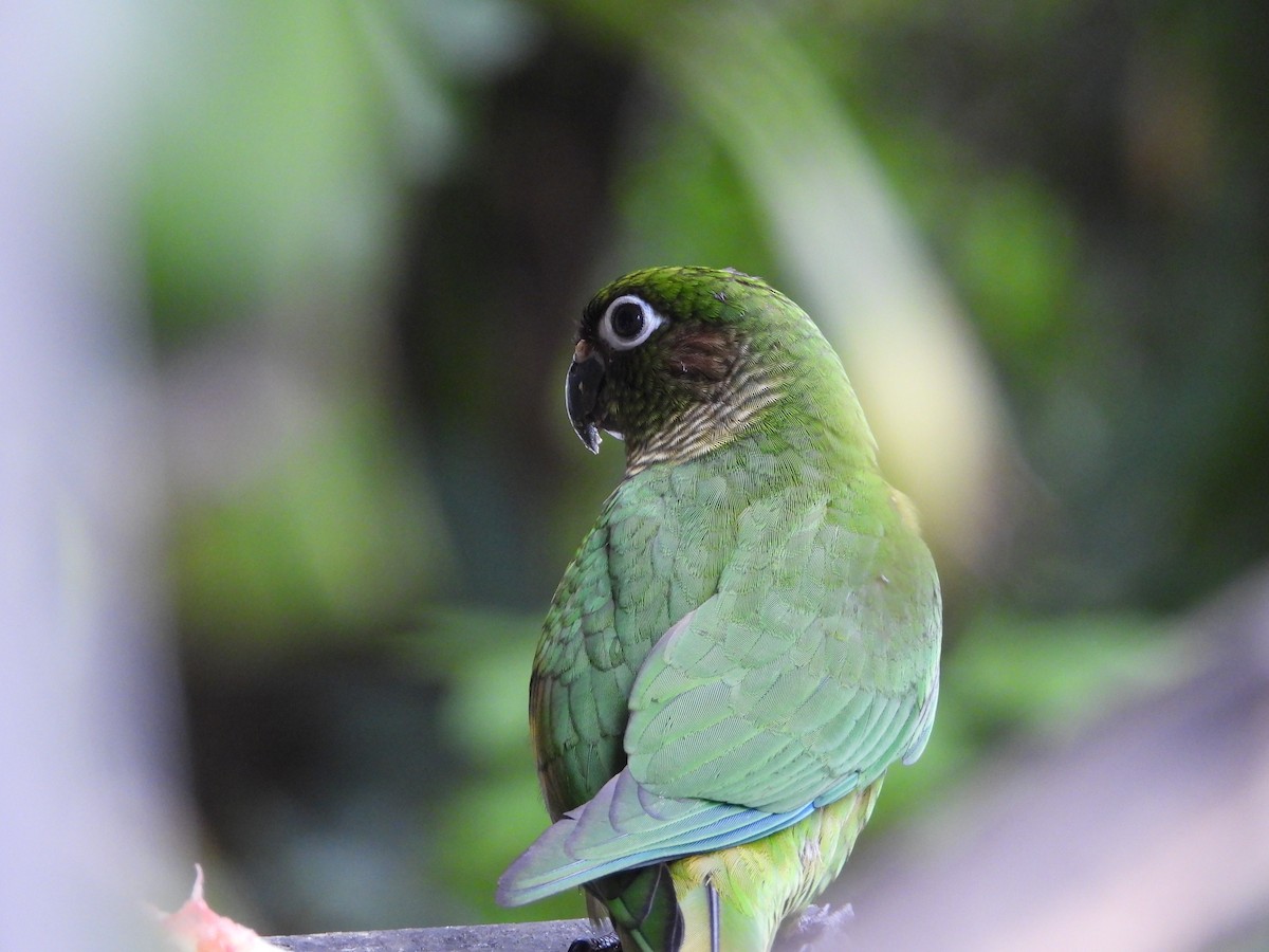 Maroon-bellied Parakeet - ML394617951