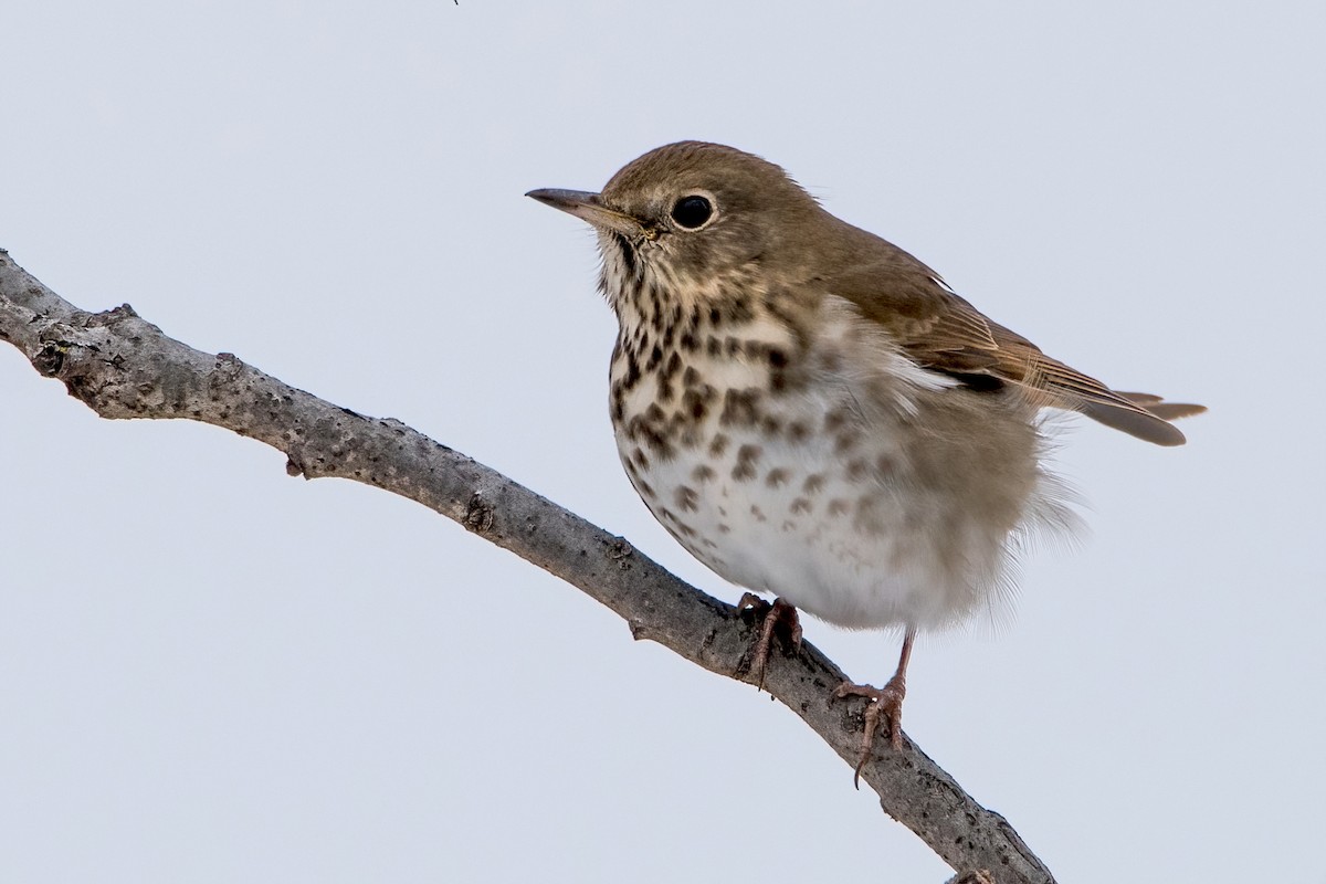 Hermit Thrush - Sue Barth