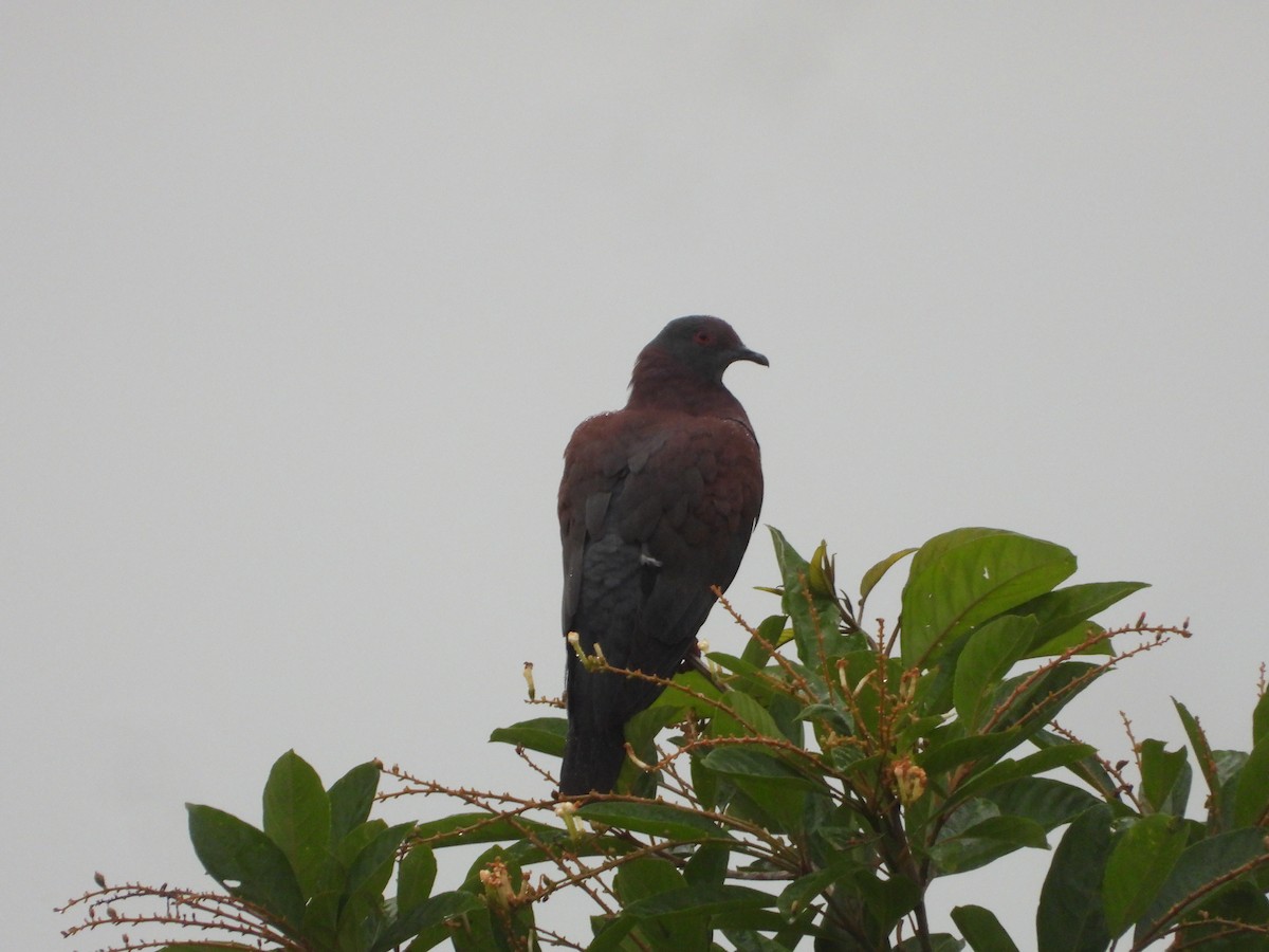 Pale-vented Pigeon - ML394618131