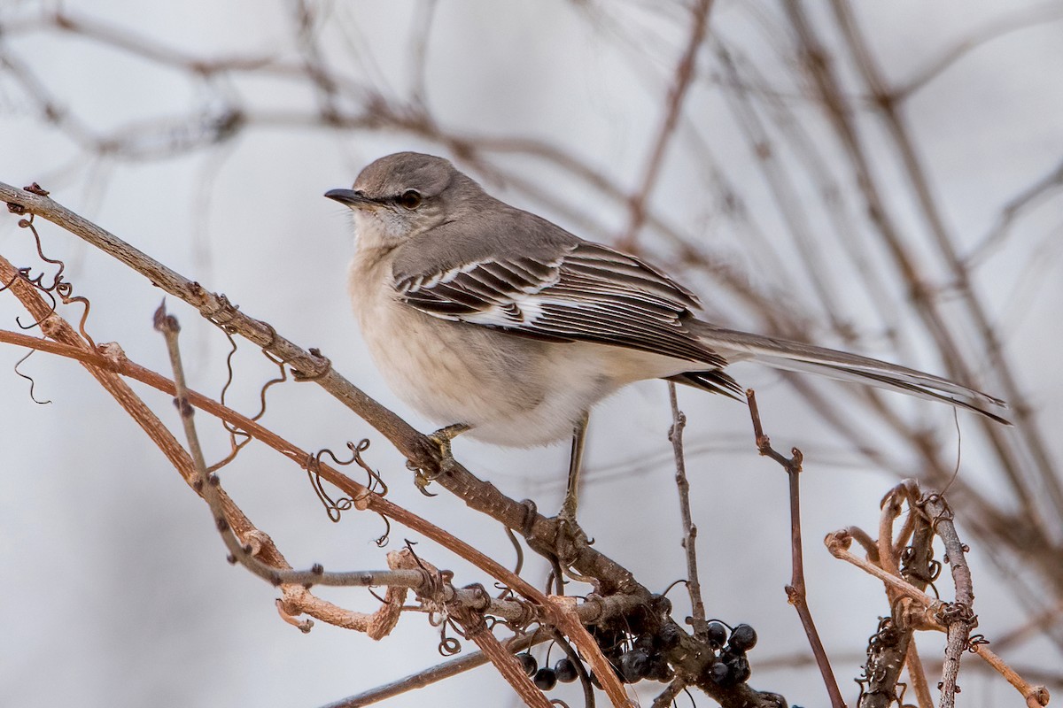 Northern Mockingbird - ML394618221