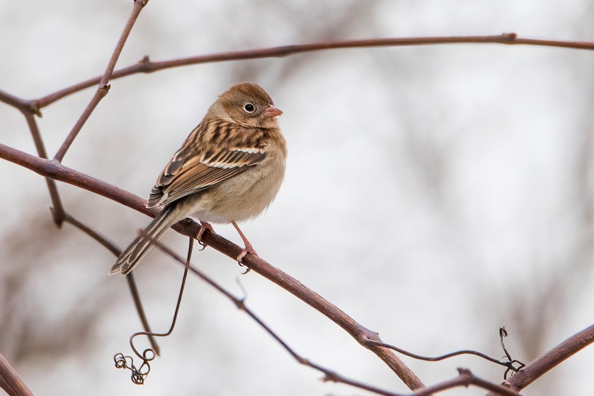 Field Sparrow - Sue Barth