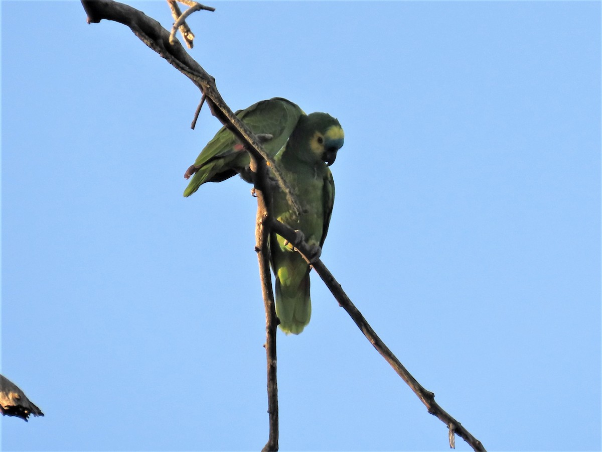 Turquoise-fronted Parrot - ML394621361