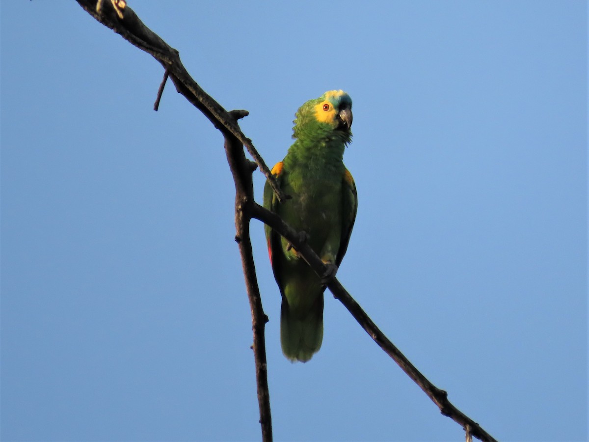 Turquoise-fronted Parrot - ML394621411
