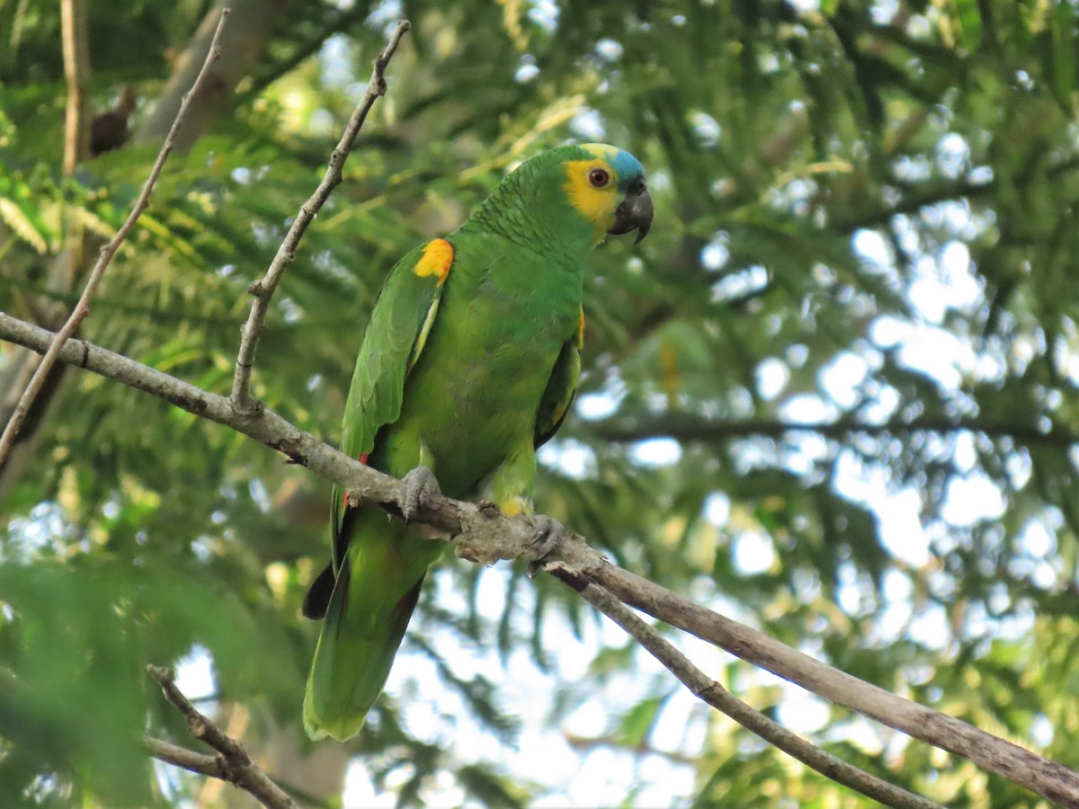Turquoise-fronted Parrot - ML394621521