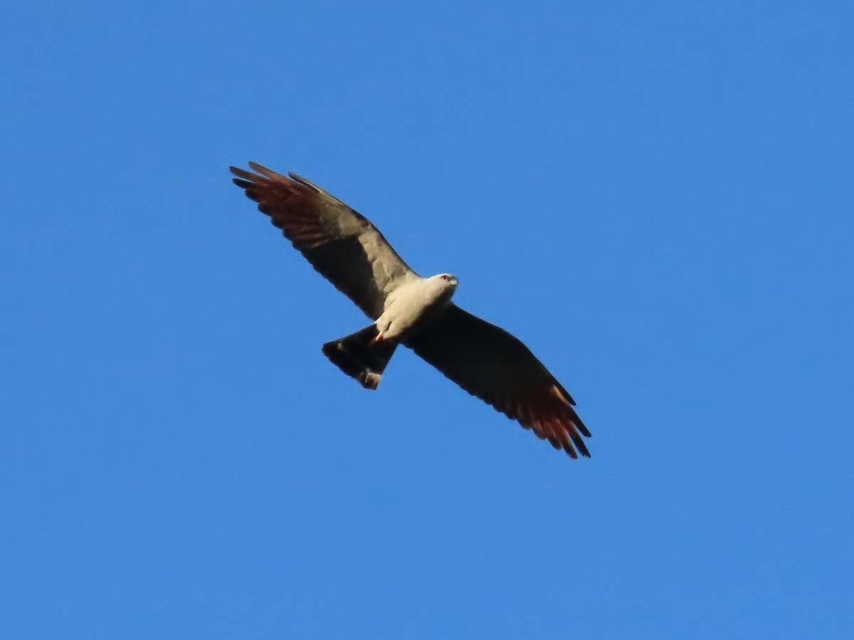 Plumbeous Kite - Pierre Pitte