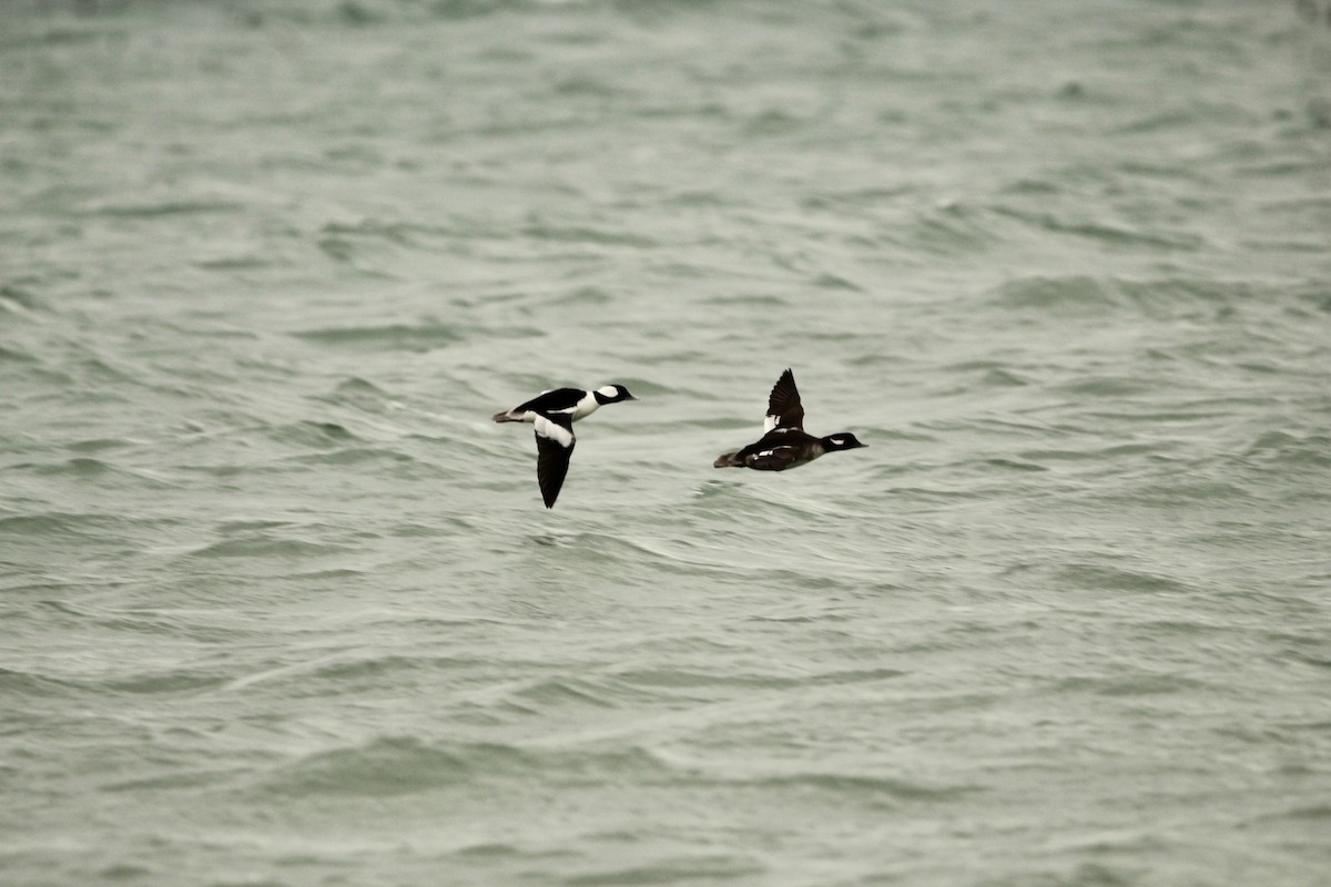 Bufflehead - Corey Wagner