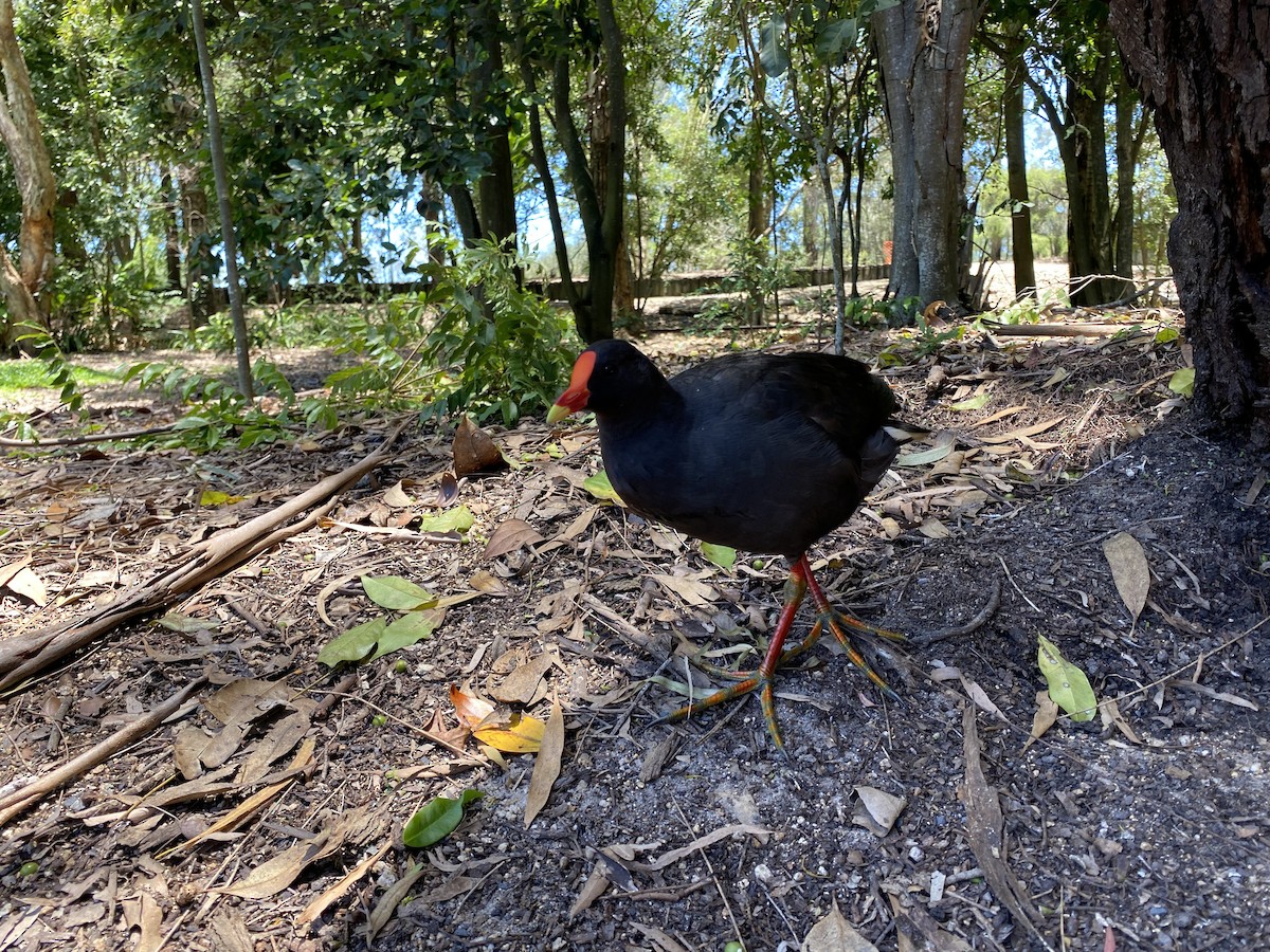 Dusky Moorhen - Edward Bell