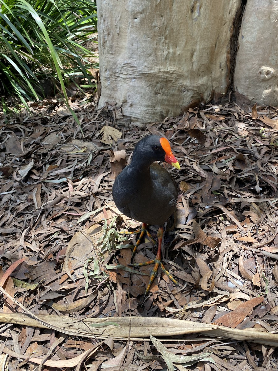 Dusky Moorhen - ML394624861