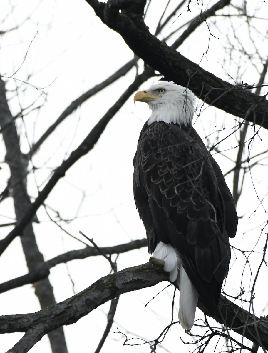 Bald Eagle - ML394625561