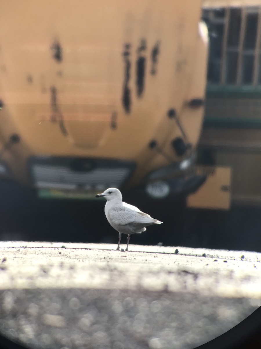 Iceland Gull (kumlieni/glaucoides) - ML394626201