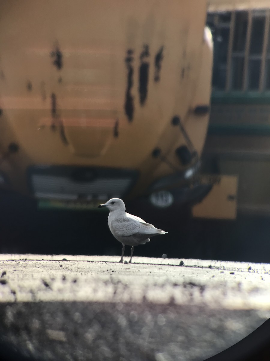 Iceland Gull (kumlieni/glaucoides) - ML394626221