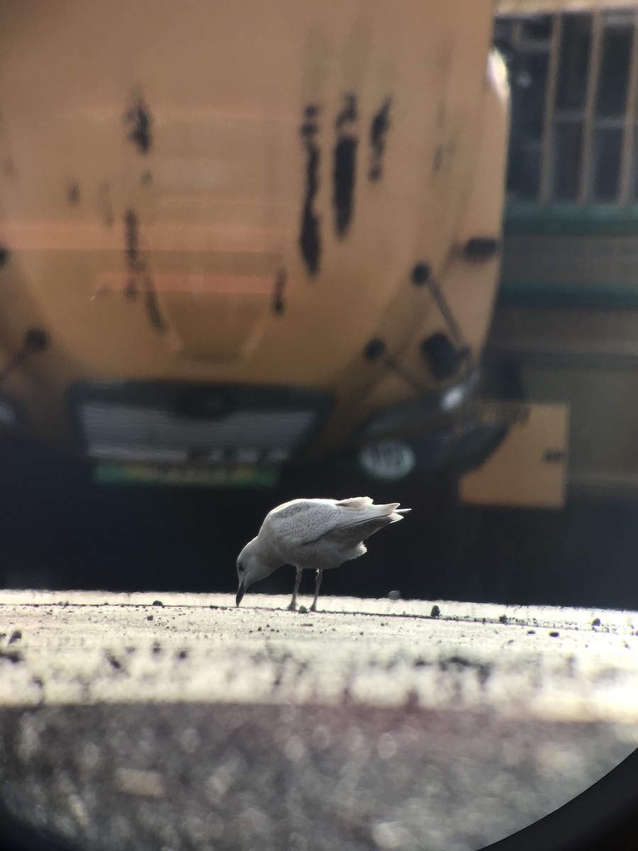 Iceland Gull (kumlieni/glaucoides) - ML394626431