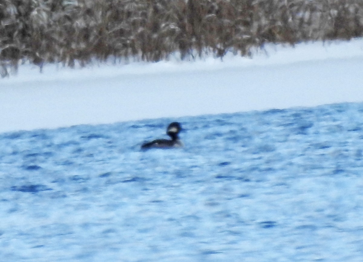 Bufflehead - ML394626911