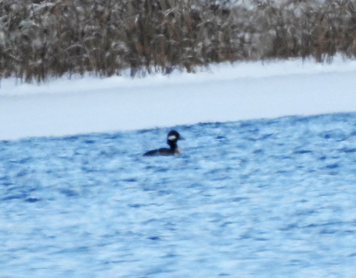 Bufflehead - ML394626921