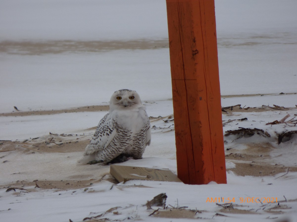 Snowy Owl - ML394627861