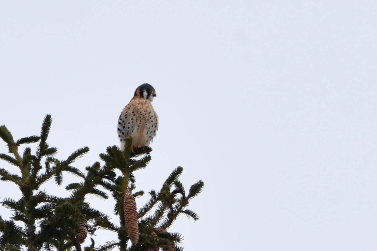 American Kestrel - Andrea Heine