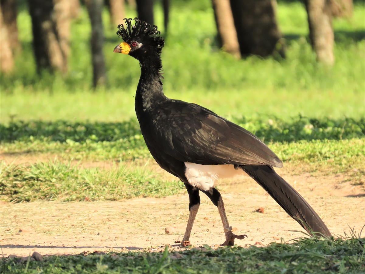 Bare-faced Curassow - Pierre Pitte