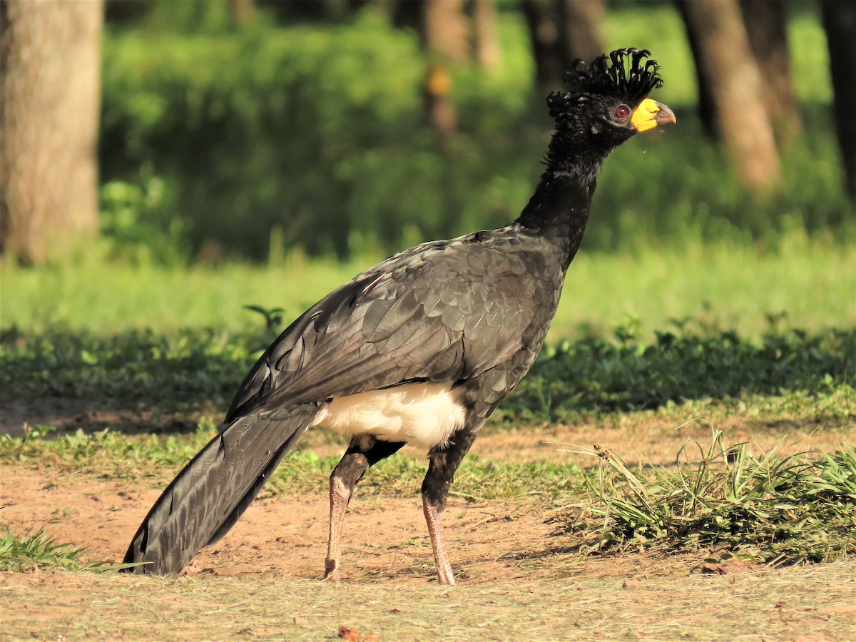 Bare-faced Curassow - Pierre Pitte