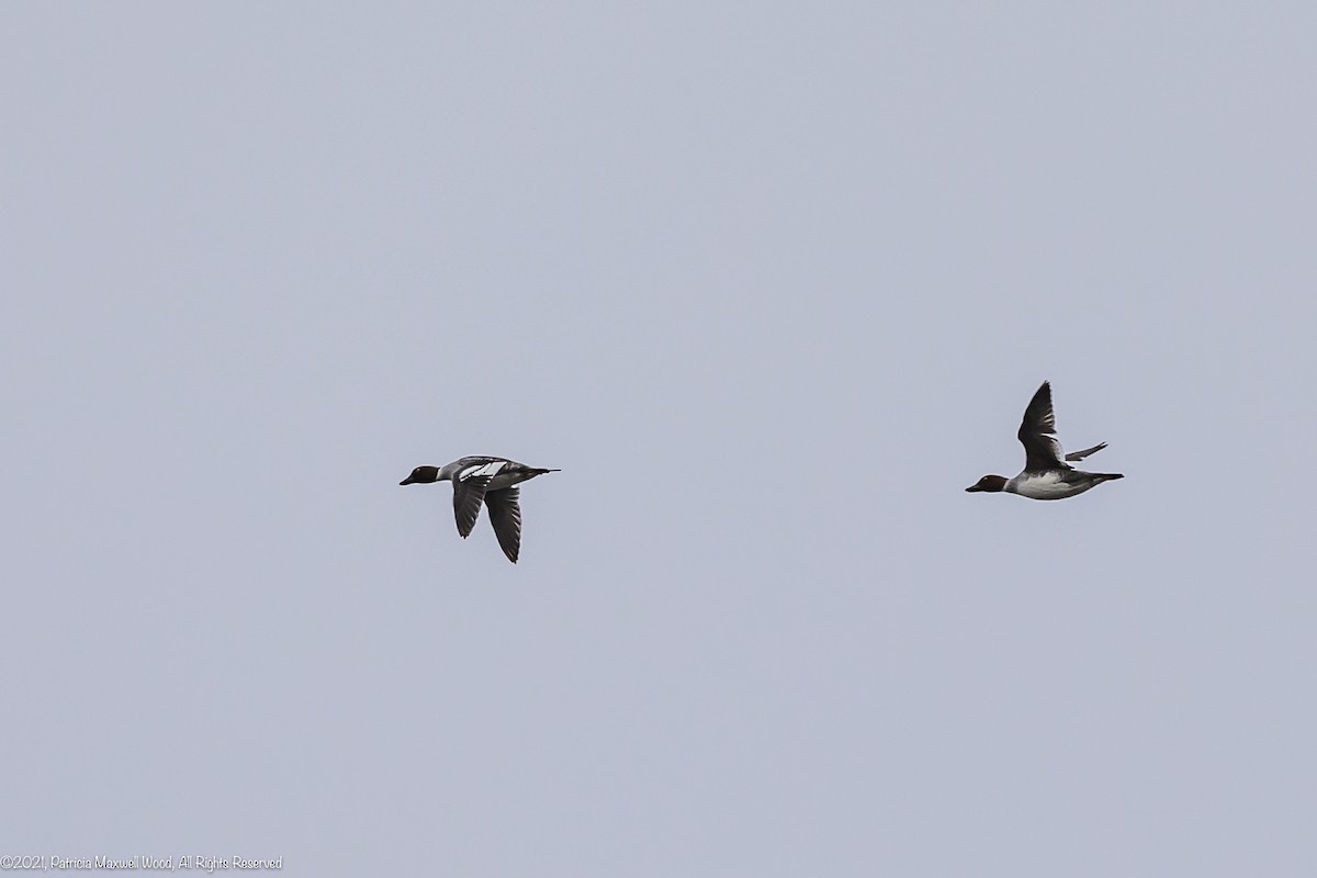 Common Goldeneye - ML394628891