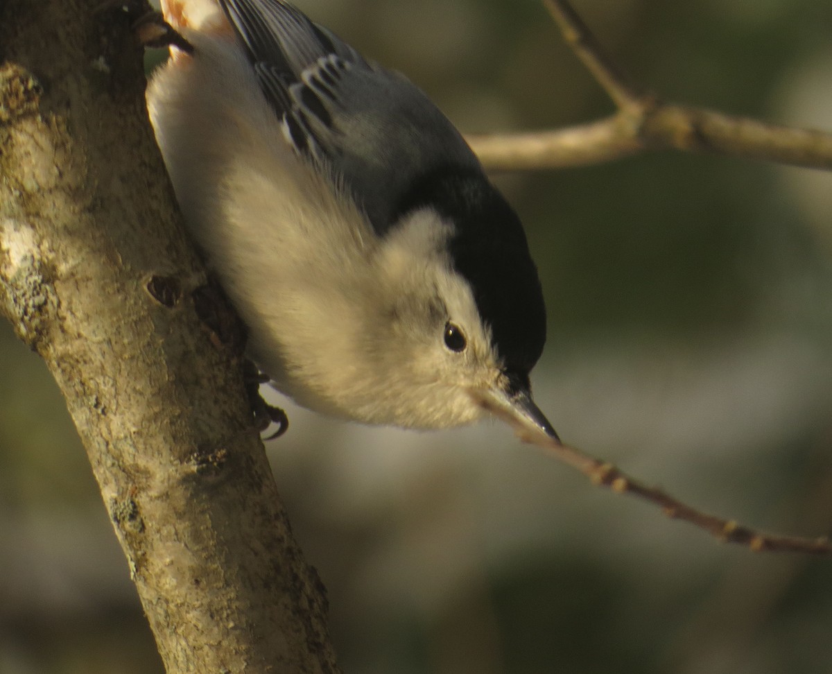 White-breasted Nuthatch - ML394631611