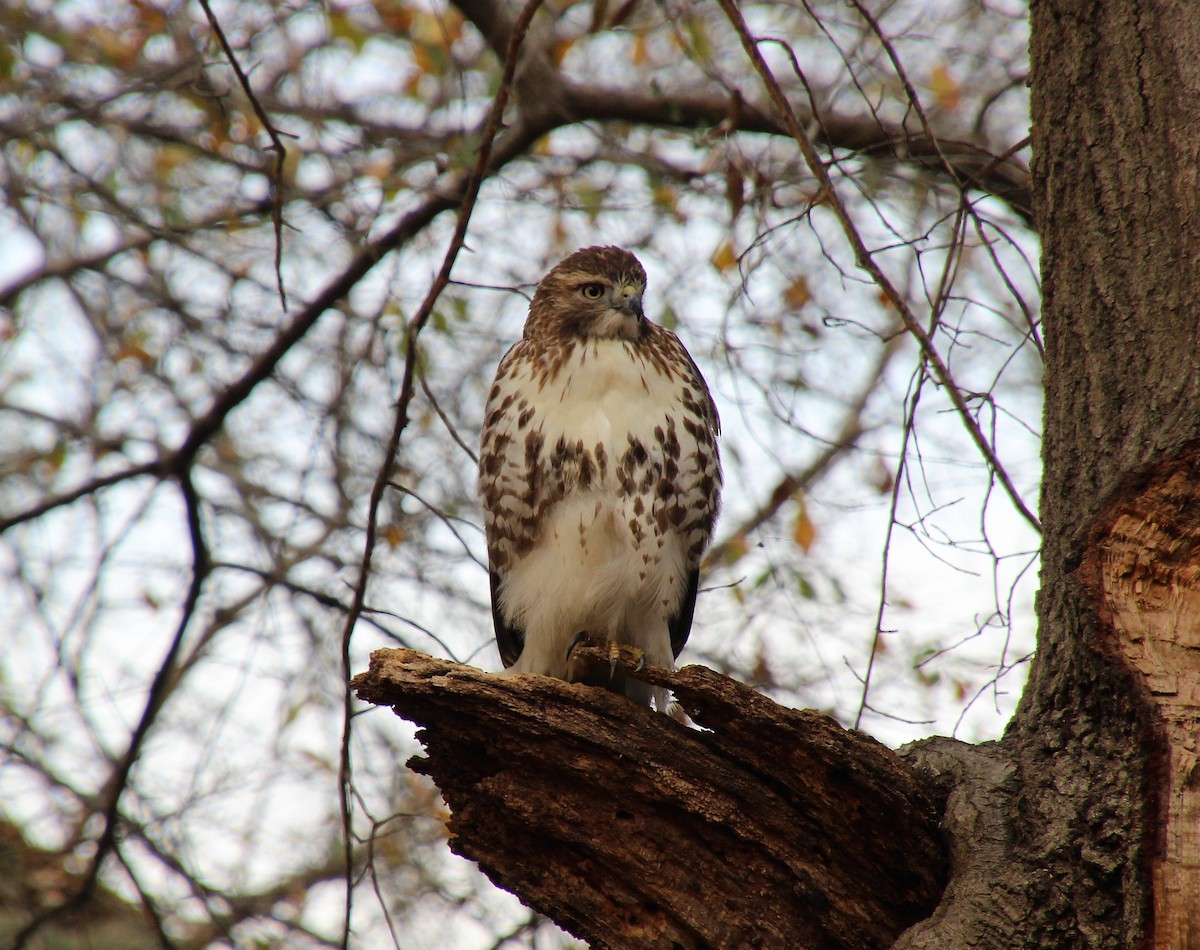 Red-tailed Hawk - ML394632121