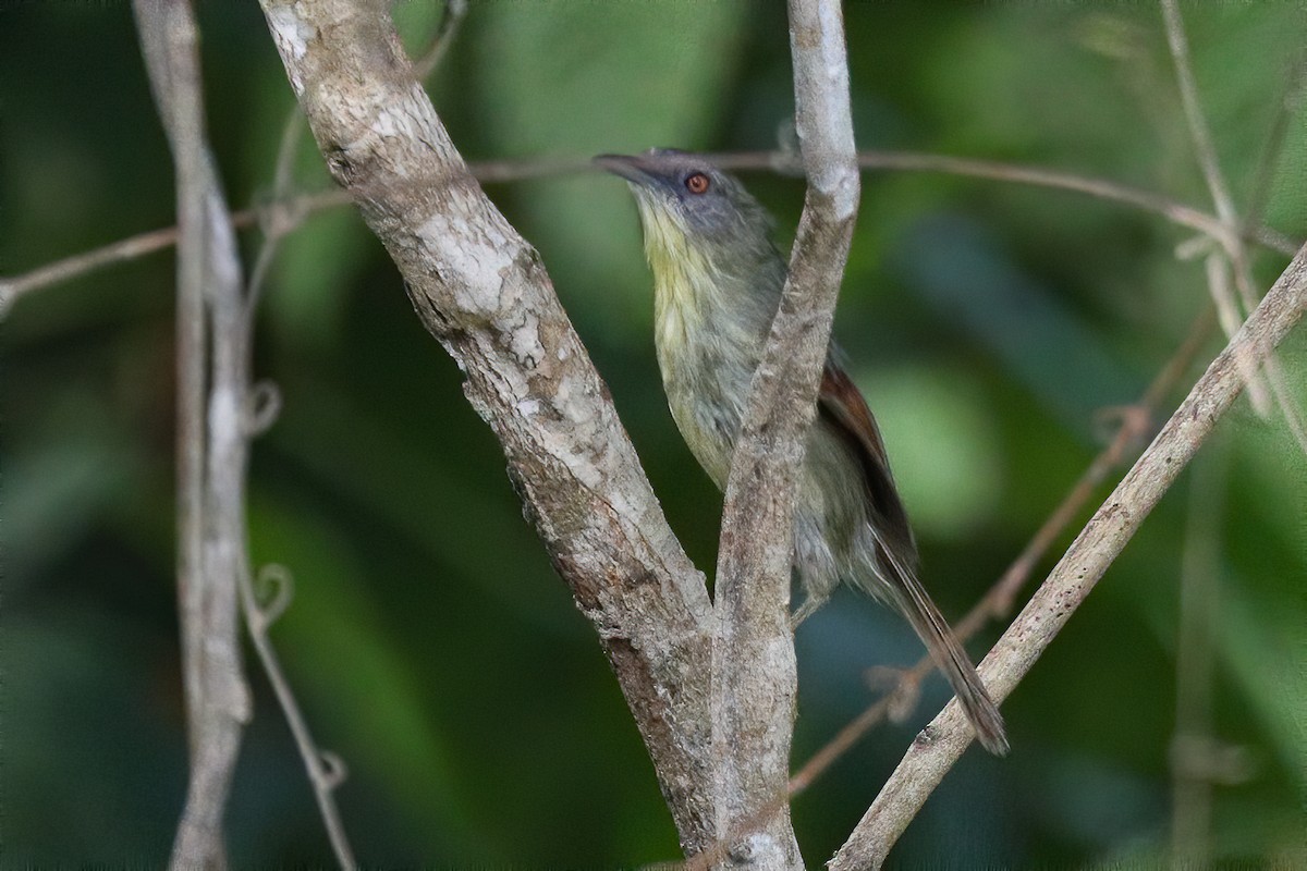 Pin-striped Tit-Babbler (Palawan) - ML394632591