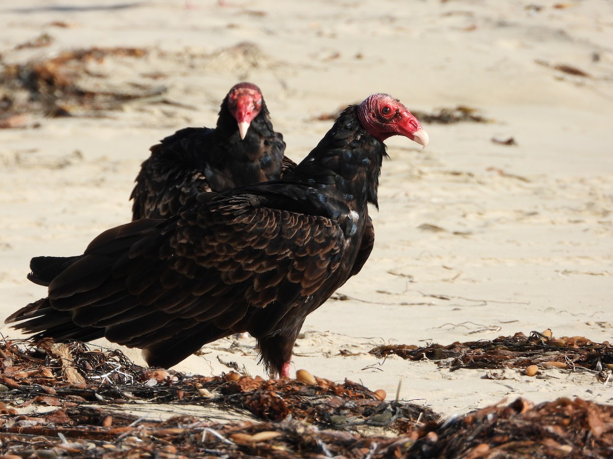 Turkey Vulture - ML394635241