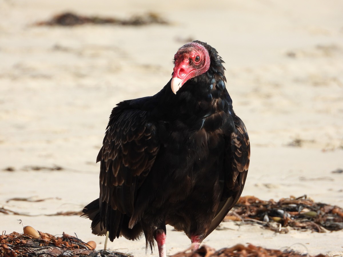 Turkey Vulture - ML394635291