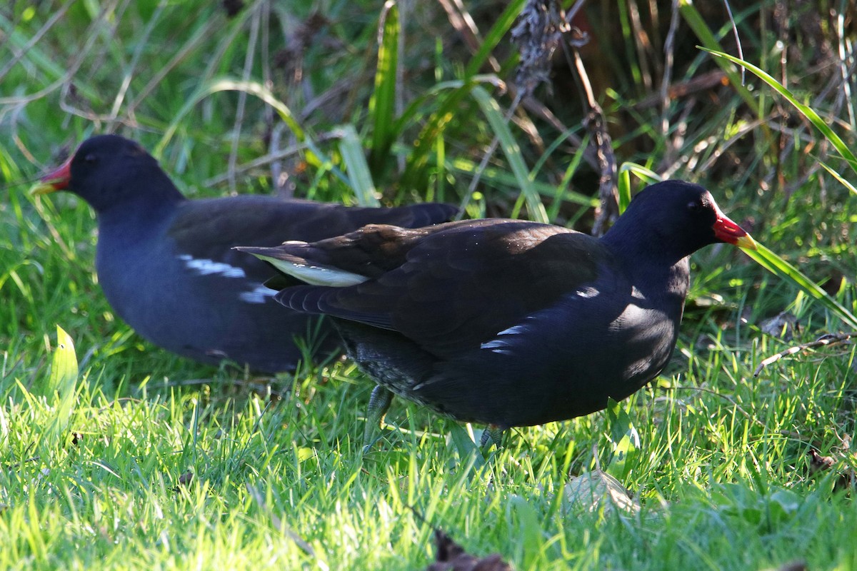 Eurasian Moorhen - ML394636091