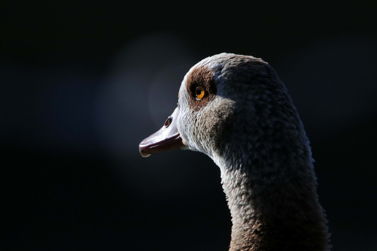 Egyptian Goose - ML394636151