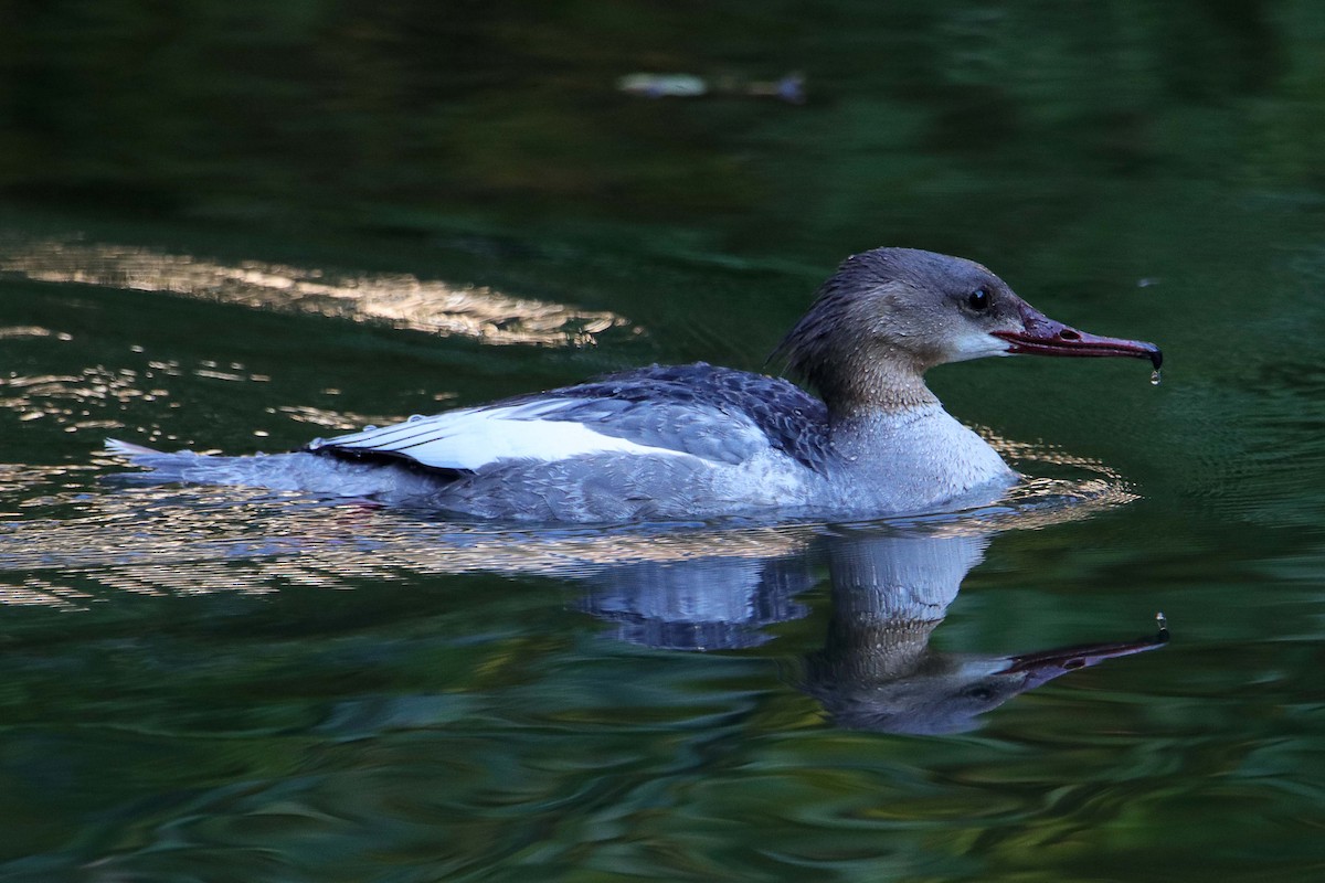 Common Merganser - ML394636201