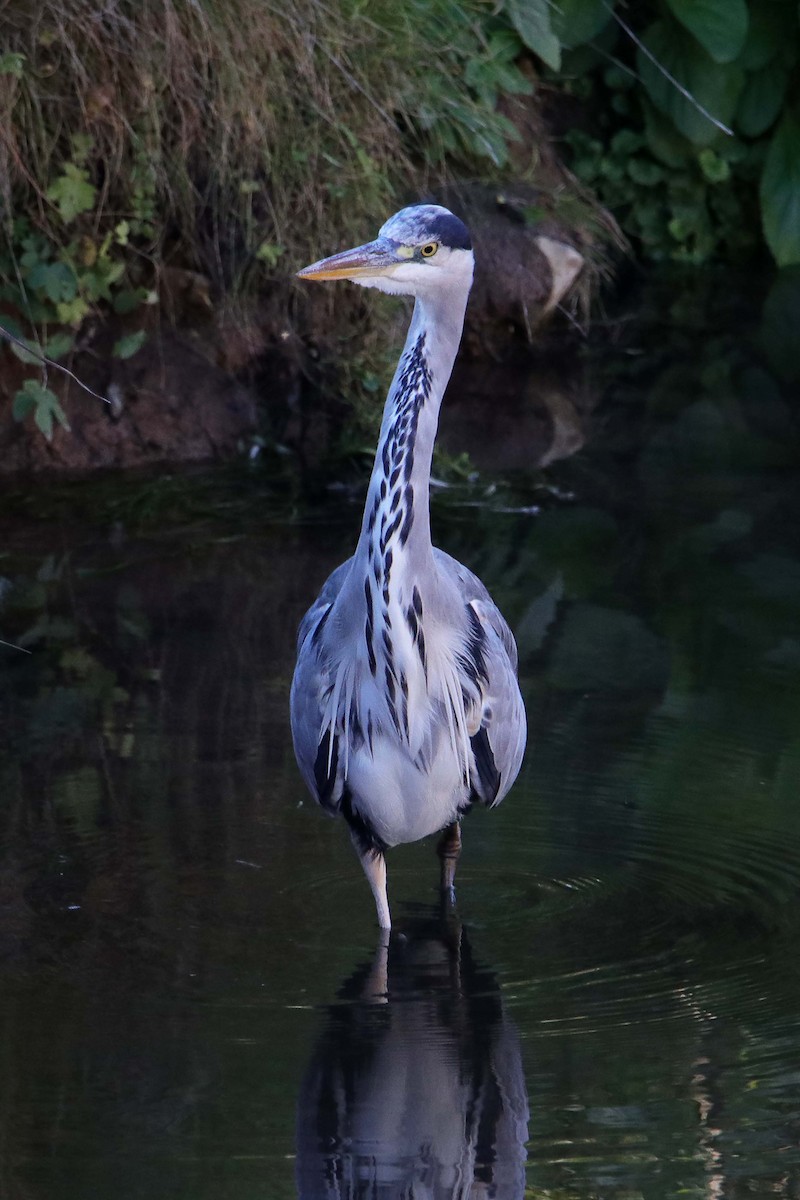 Gray Heron - ML394636211