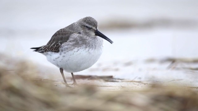 Dunlin - ML394637981