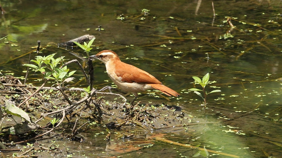 Fournier bridé - ML394638181