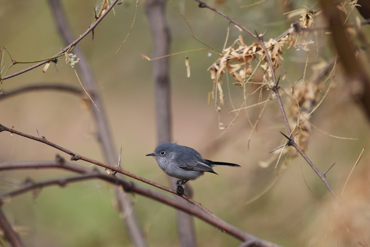Blue-gray Gnatcatcher - ML394639091