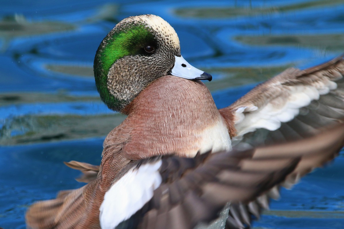 American Wigeon - ML394639101