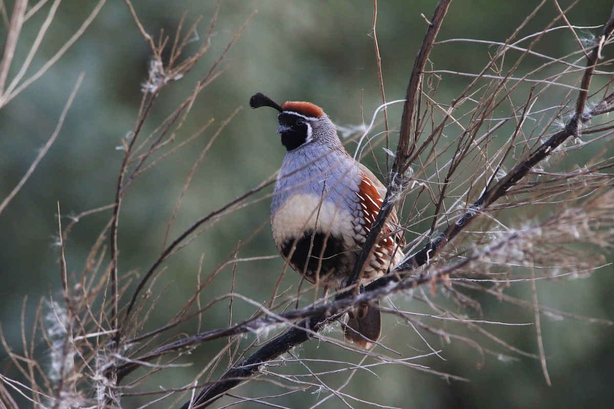 Gambel's Quail - ML394639151