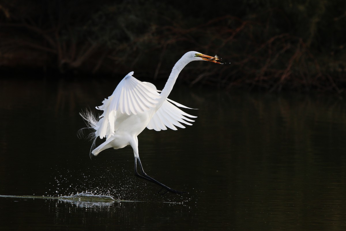 Great Egret - ML394639501