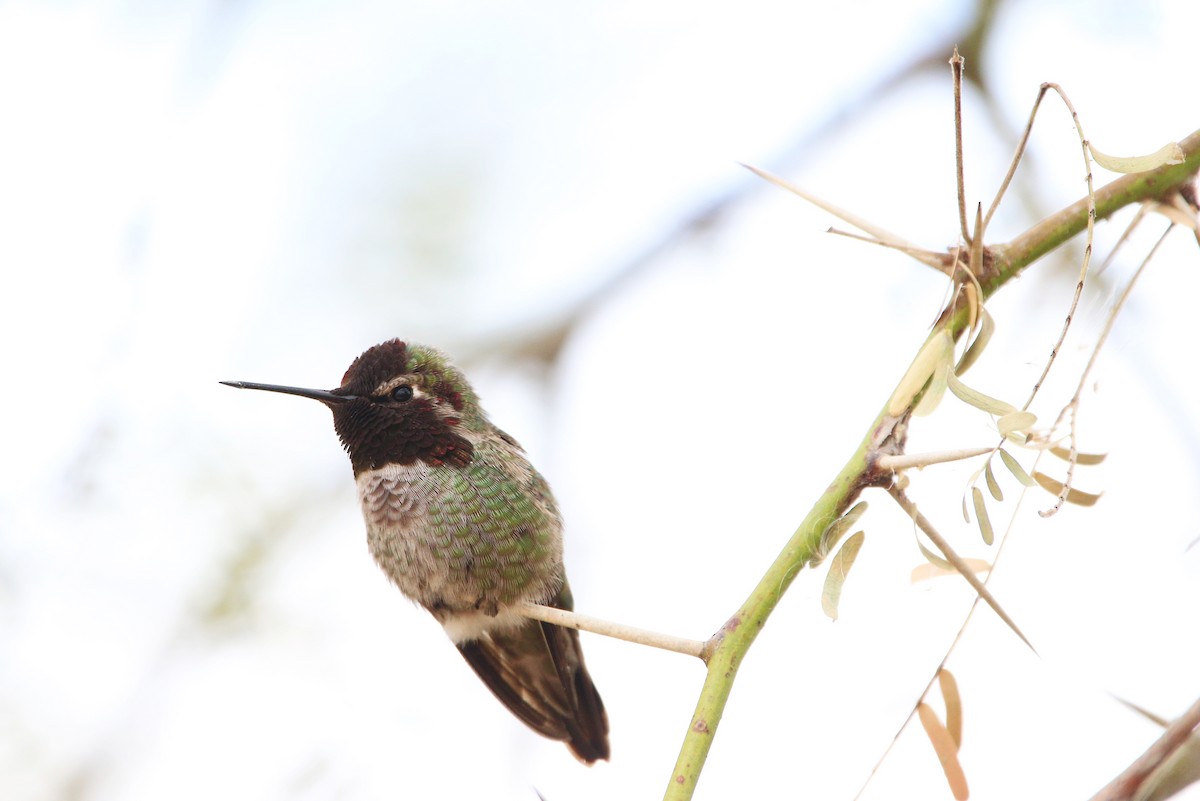 Anna's Hummingbird - ML394639561