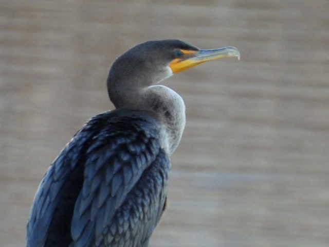 Double-crested Cormorant - Kelly Wright