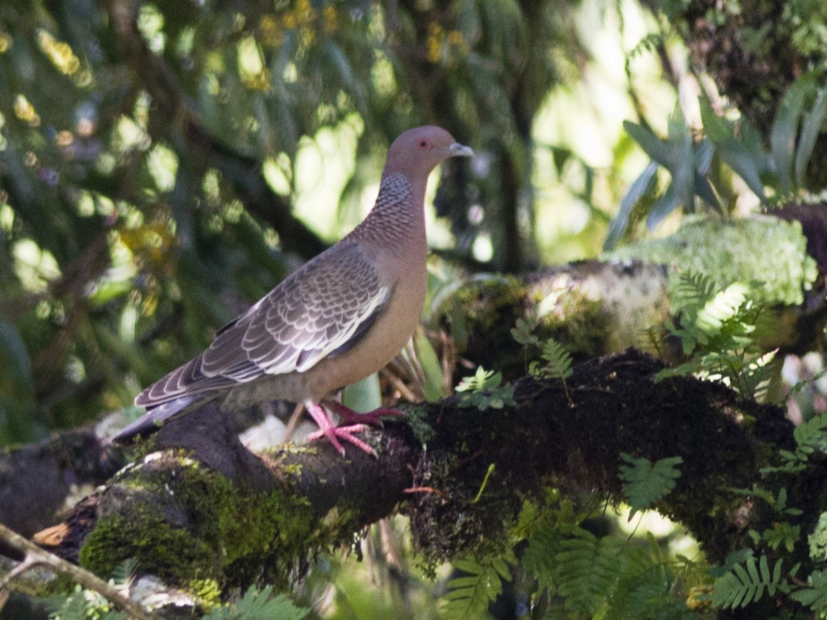 Picazuro Pigeon - Evaldo Cesari de de Oliveira Jr