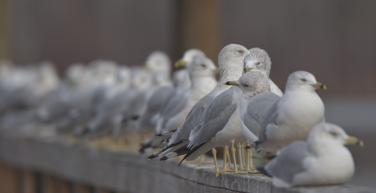 Ring-billed Gull - ML394641691