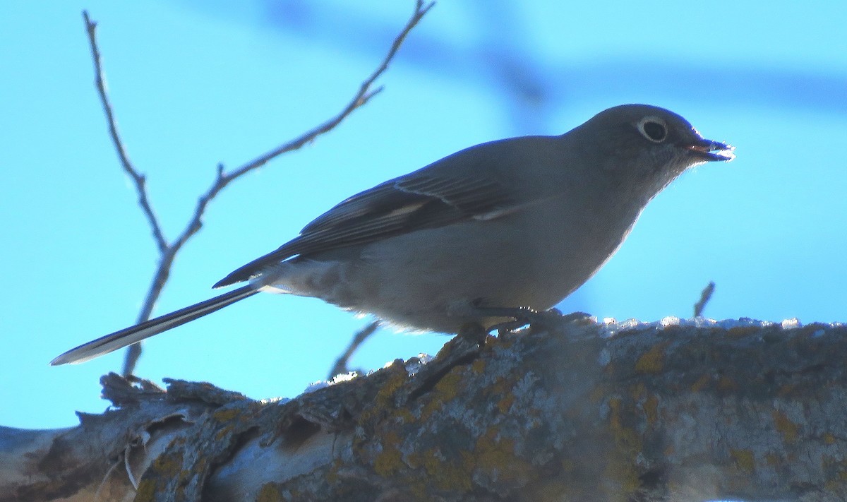 Townsend's Solitaire - ML394642111