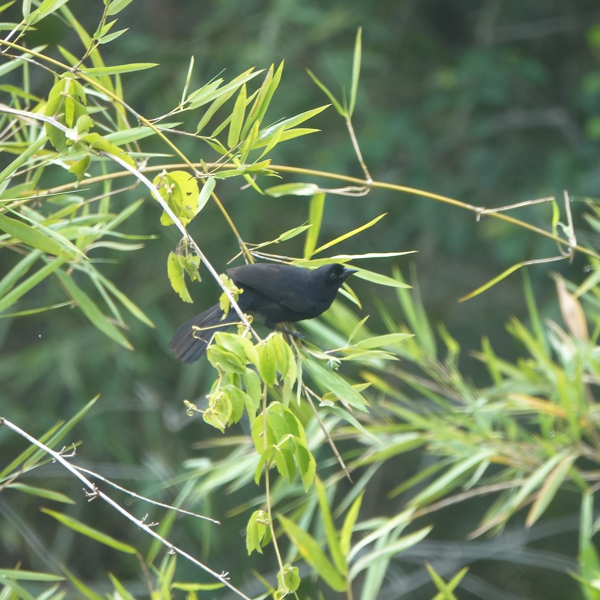 Velvet-fronted Grackle - ML394643151