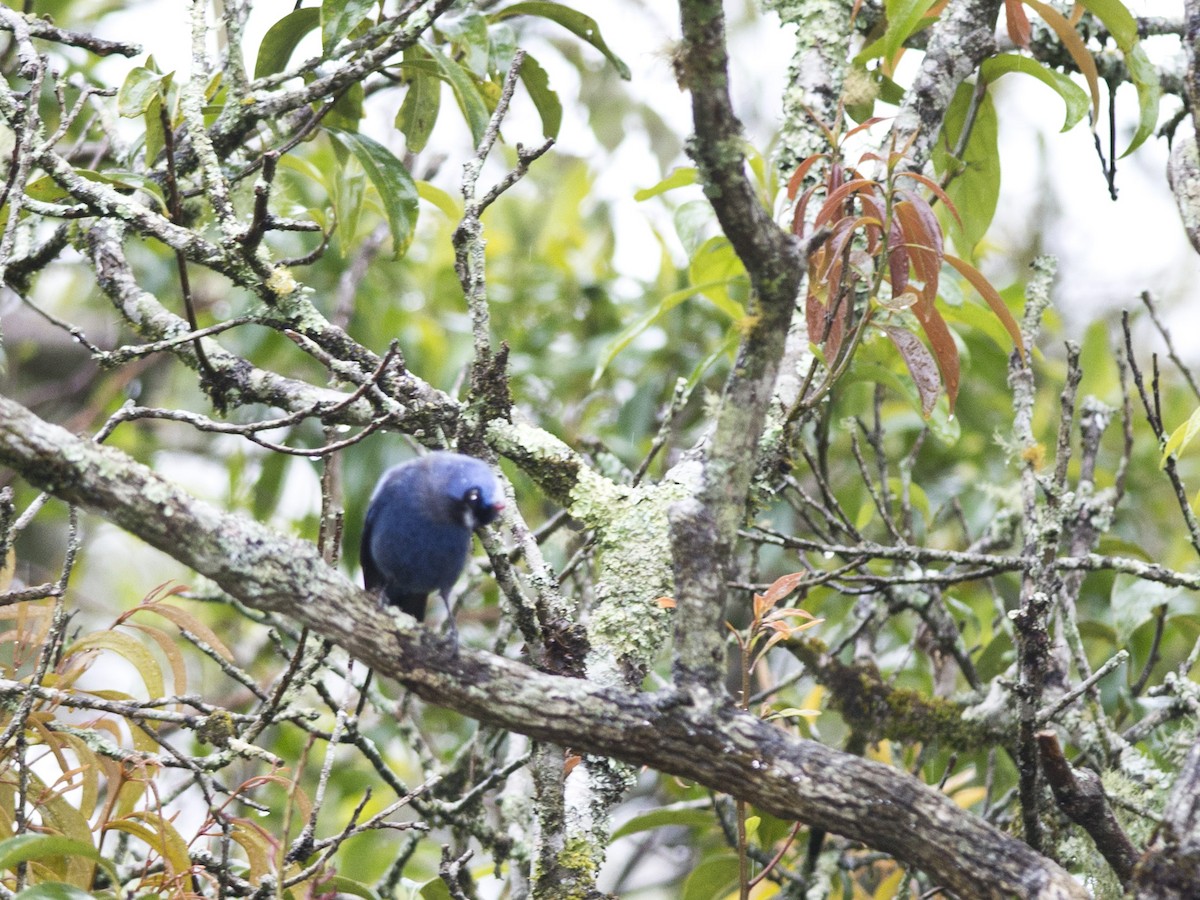 Diademed Tanager - Evaldo Cesari de de Oliveira Jr