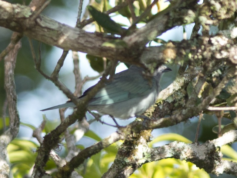 Sayaca Tanager - ML39464501