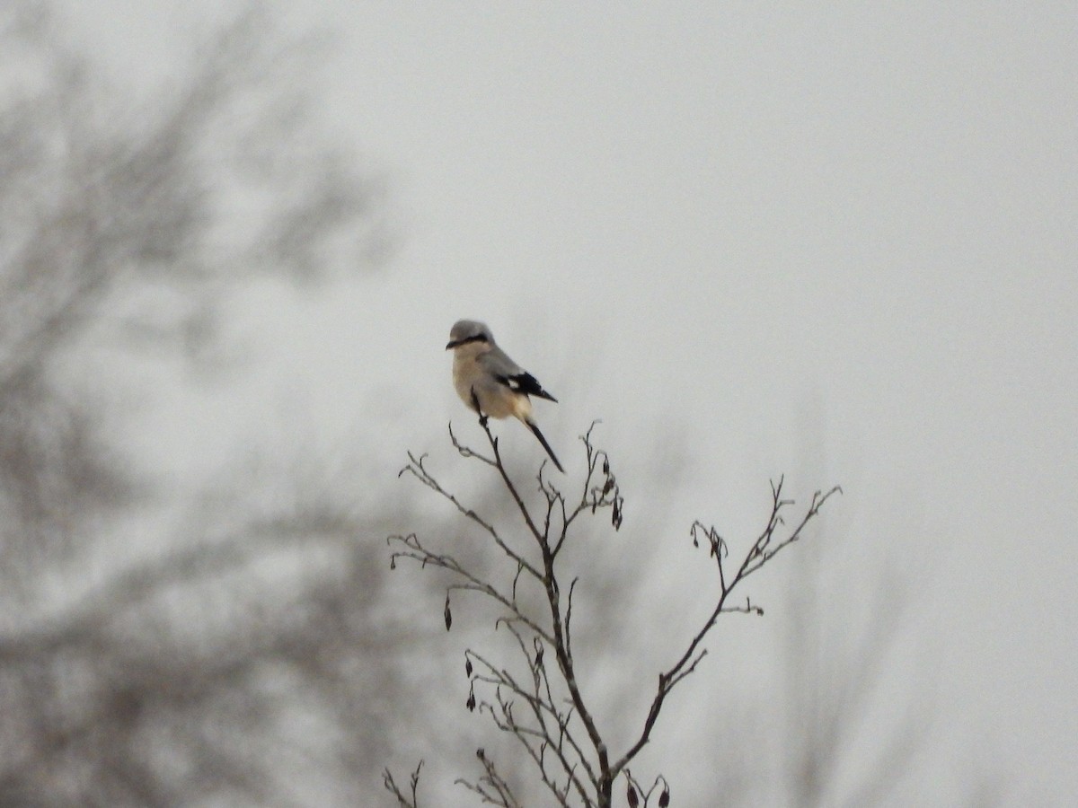 Northern Shrike - ML394645711