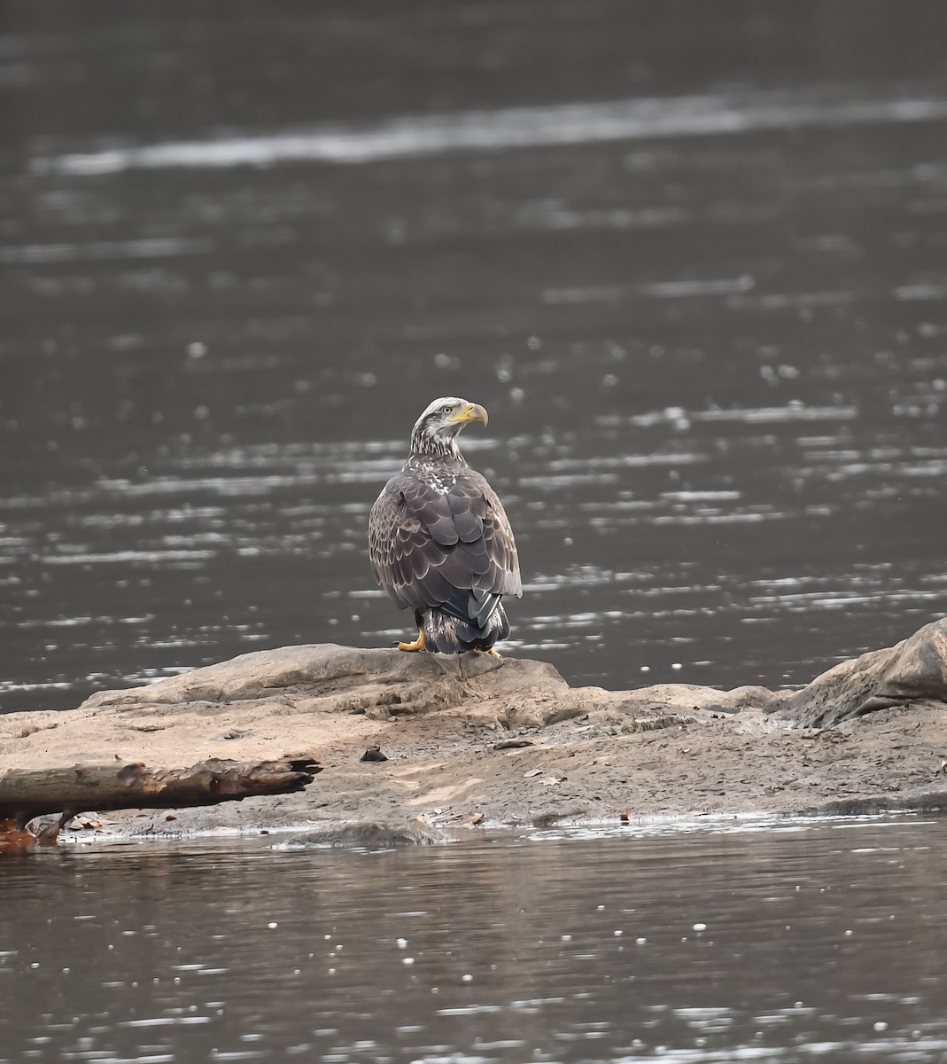 Bald Eagle - Cindy Stacy